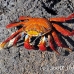 crab_lightfoot_sally_nsey_h_0011_ecu0203.jpg